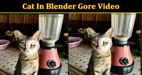 This video clip went viral on social media, with netizens distressed and furious. . Gore cat in blender